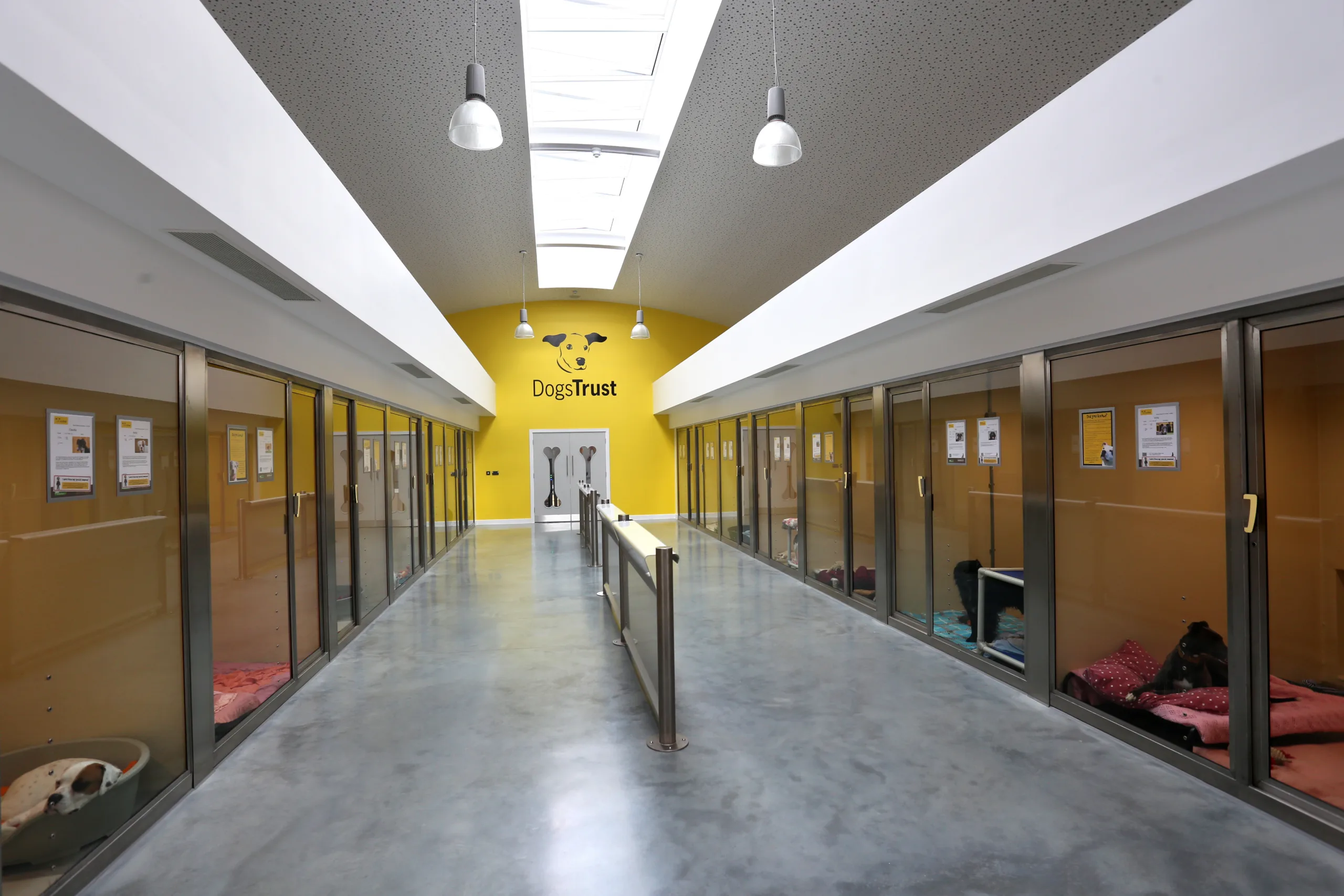 Dogs Trust, Evesham — construction photo 8